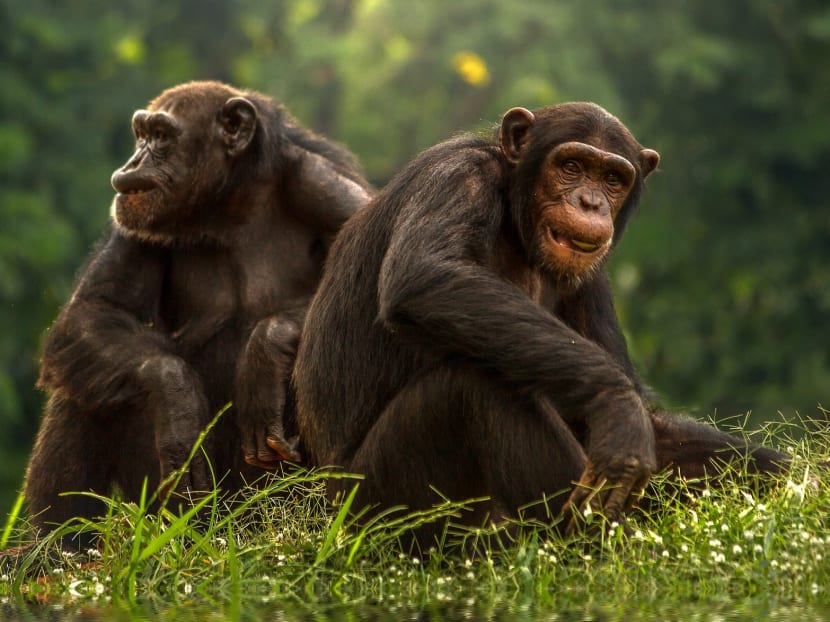 Male chimps have fewer yet more genuine pals to ape around with as they get older, the study said. Male chimps have fewer yet more genuine pals to ape around with as they get older, the study said.