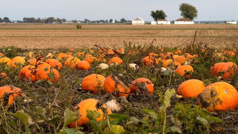 Oh my gourd! Pumpkin spice trend is a US$500 million industry in US Oh my gourd! Pumpkin spice trend is a US$500 million industry in US