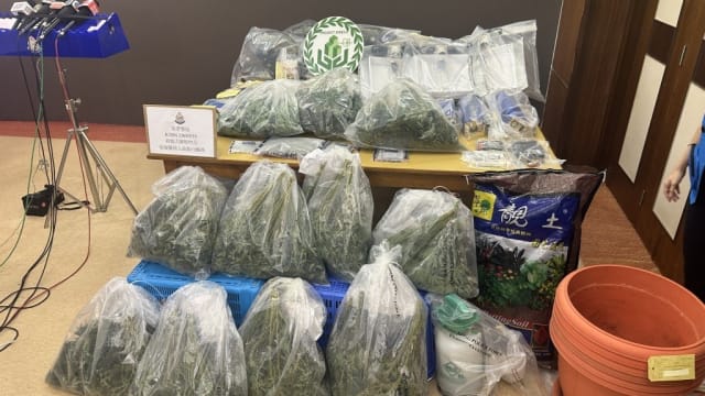 香港警方捣毁两大麻种植场 起获市值近345万新元大麻植物