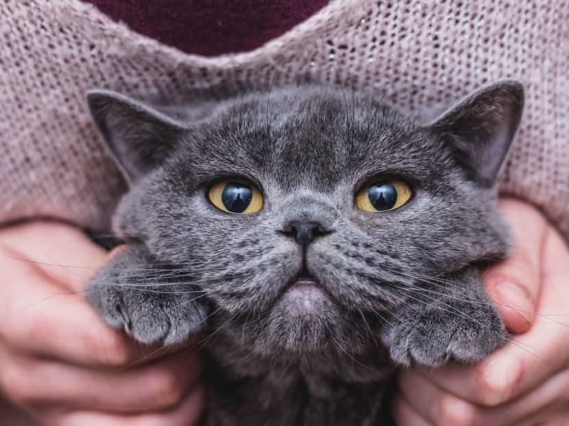 A Scottish shorthair cat. A different Scottish shorthair living in Hong Kong was confirmed to have tested positive for Covid-19 on Wednesday.