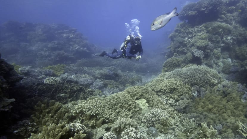Mengapa memulihkan terumbu karang penting bagi laut? Mengapa memulihkan terumbu karang penting bagi laut?