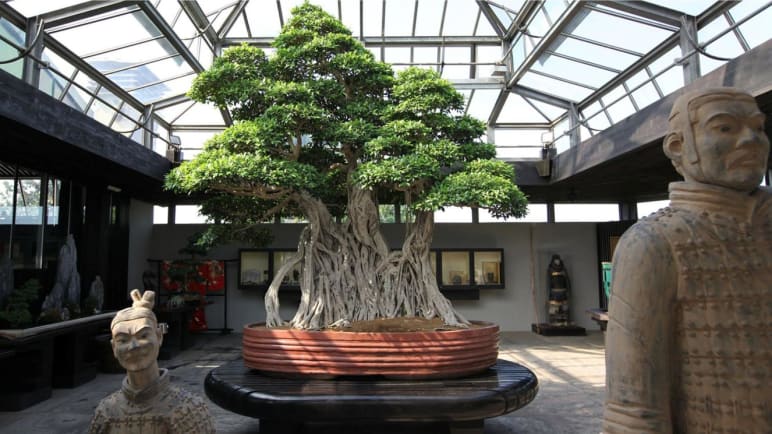 US$1.3 million for a tree in a pot: What accounts for the beauty of bonsai?