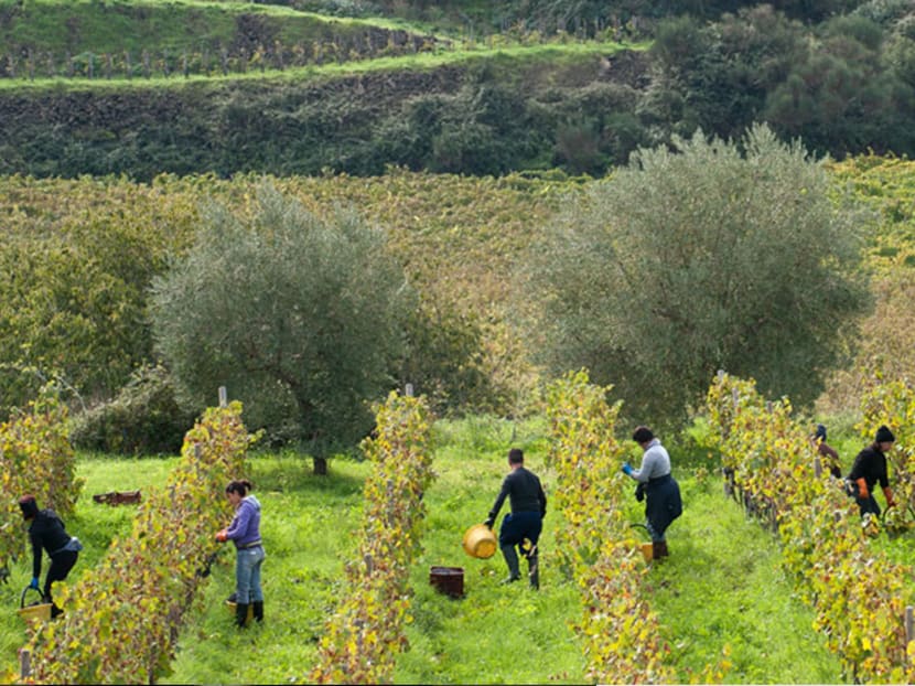 From ashes to tannins: What you need to know about volcanic wines