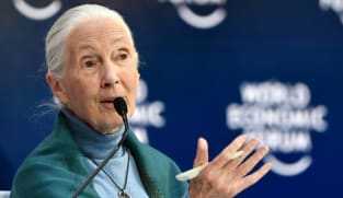 Climate change at 'point of no return': Jane Goodall