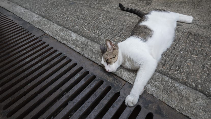 Man accused of abusing 5 cats, including throwing them down from HDB blocks and killing them