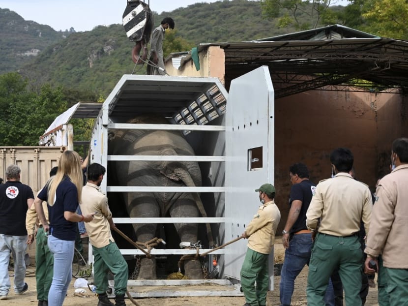 Officials of Four Paws International and wildlife rangers move Kaavan, Pakistan's only Asian elephant, into a crate prior to transport it to a sanctuary in Cambodia, at the Marghazar Zoo in Islamabad on Nov 29, 2020.
