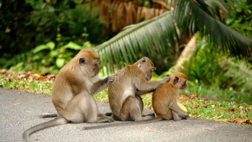 Sekitar 2,500 kes maklum balas berhubung monyet diterima di S'pura setiap tahun