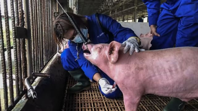 印尼正研发血清 为暴发非洲猪瘟养猪场猪只提供短期免疫