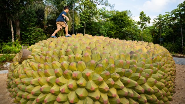 植物园推出新景点 “巨型菠萝蜜”最抢眼 