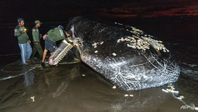 Third massive whale in a month beaches itself, dies in Bali Third massive whale in a month beaches itself, dies in Bali