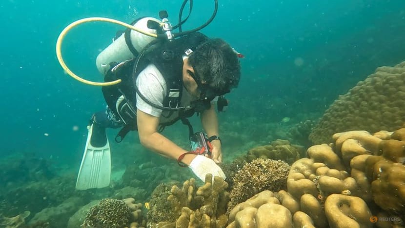 Indonesian scientist works with poachers to restore coral reefs