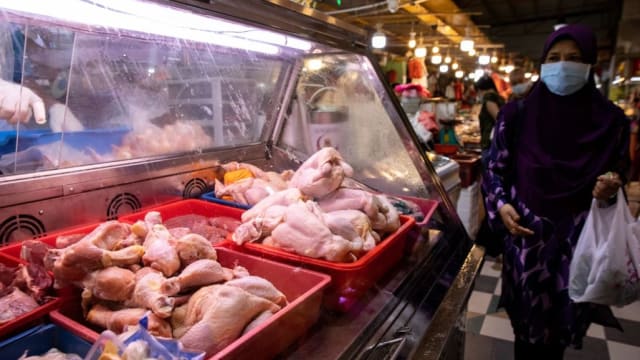 马国禁止活鸡出口在即 本地民众未抢购但有人多买
