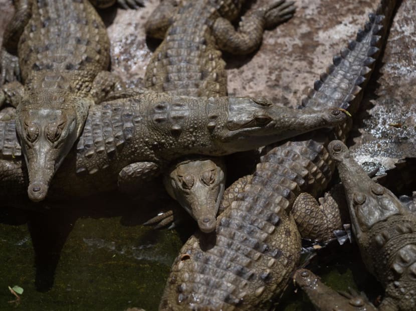Orinoco Crocodiles (Crocodylus intermedius) are pictured in a breeding pond at the Leslie Pantin Zoo in Turmero, Aragua state, Venezuela