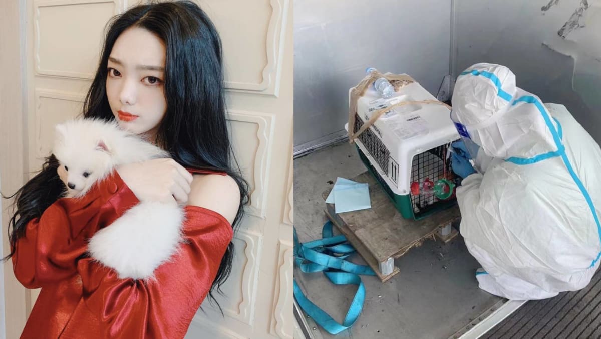 Singer Mimi Lee's Pet Dog Died On A Flight To China — She'd Arranged For  The Pooch To Be Flown From Thailand To China So They Could Reunite After 2  Years - 8days