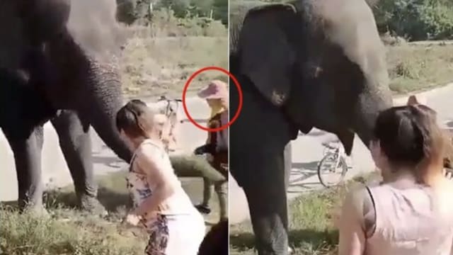 大象突然暴躁 踩爆泰国女象夫肺部