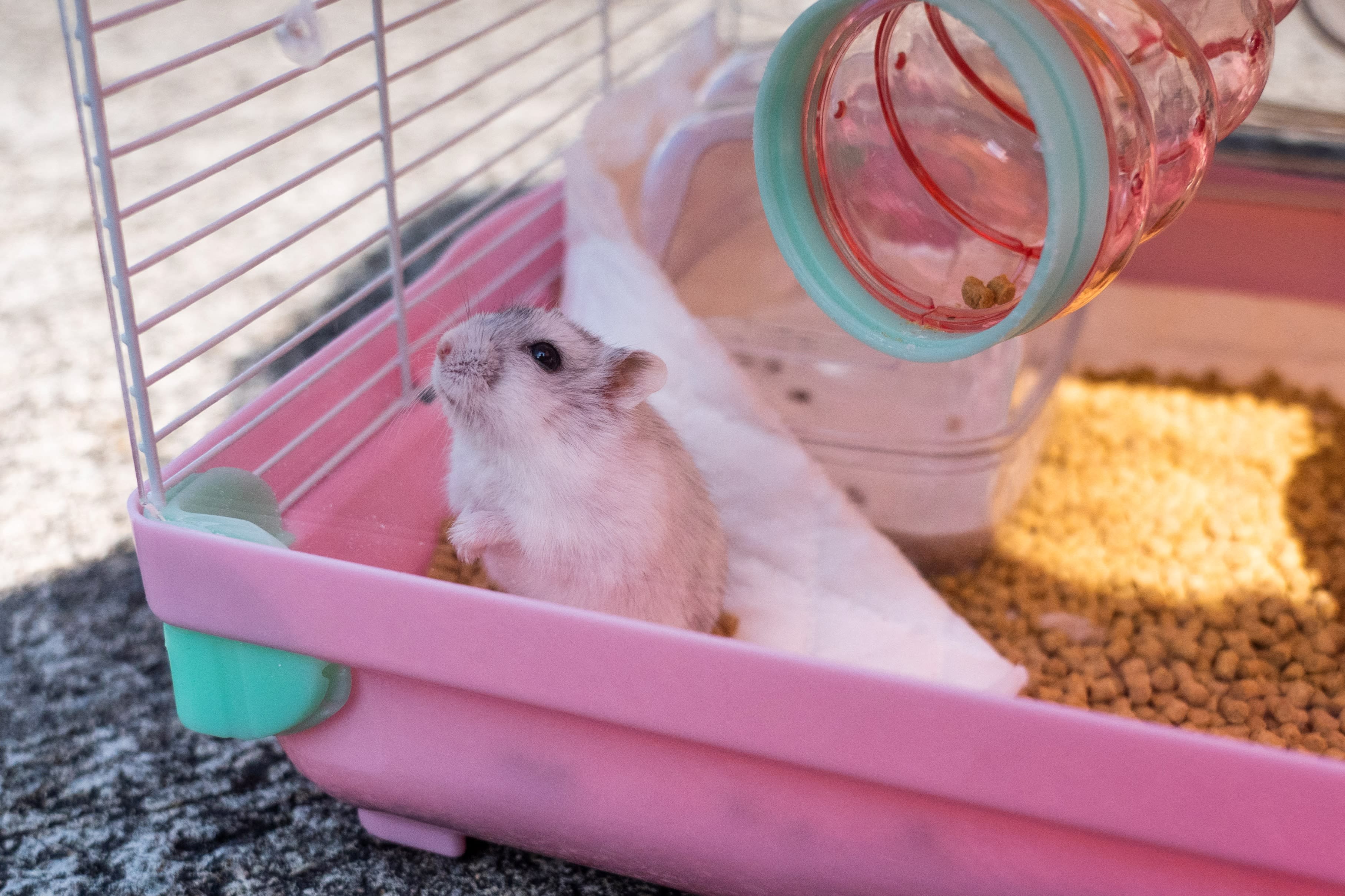 One surrendered Hong Kong hamster tests Covid positive as city lockdown grows