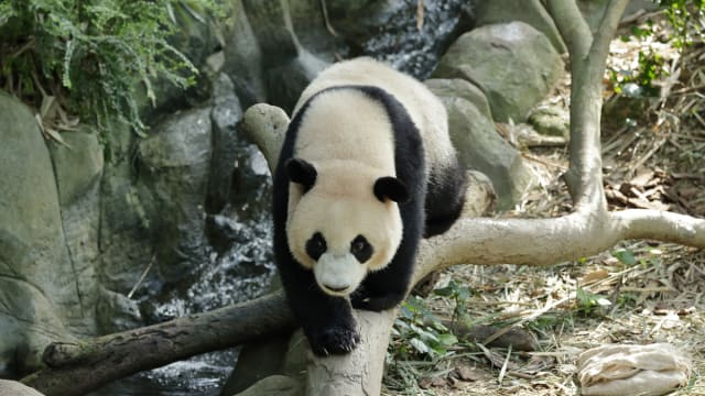 确定延后到明年！大熊猫叻叻1月才回中国