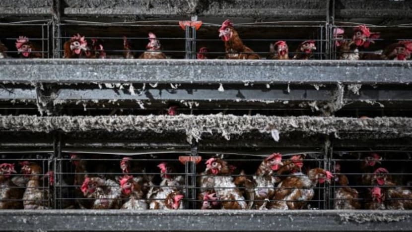 Bekalan ayam di M'sia tidak terjejas berikutan penularan selesema burung dari luar negara Bekalan ayam di M'sia tidak terjejas berikutan penularan selesema burung dari luar negara