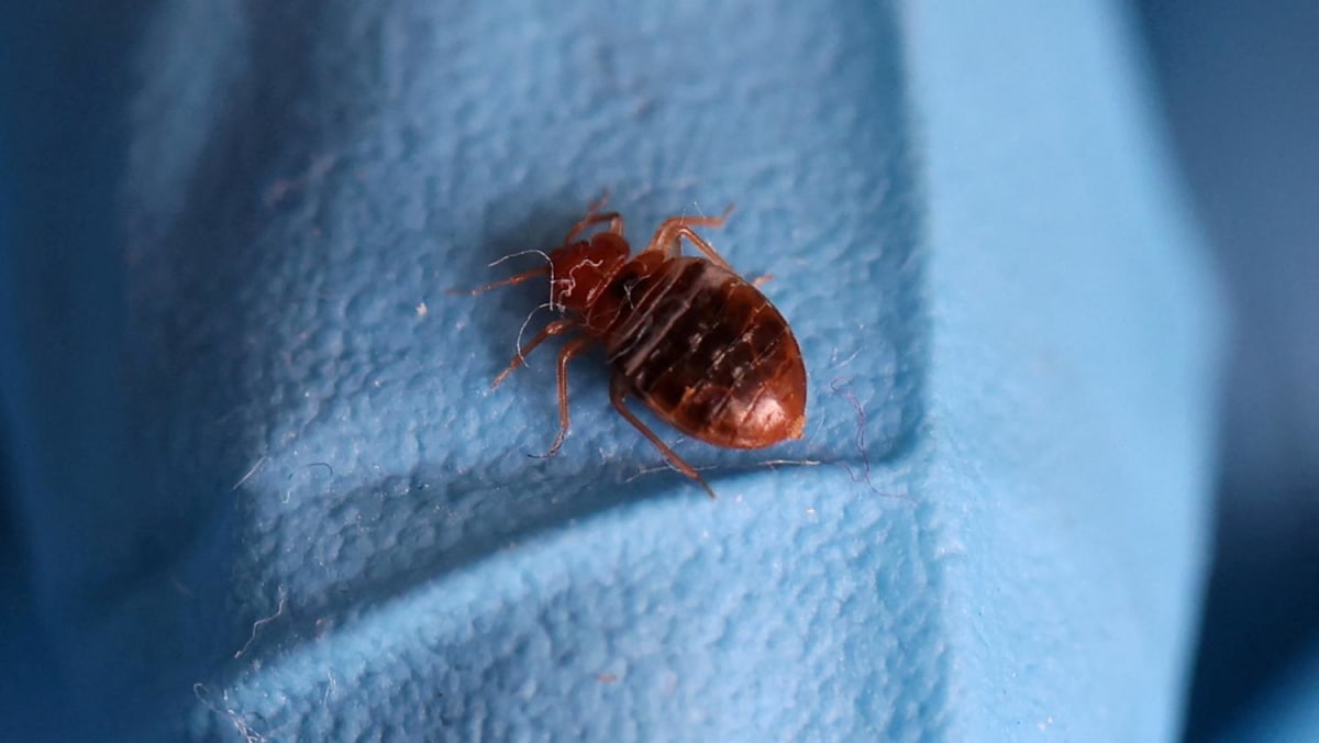 South Korea ramps up pest control after reports of bedbug infestations