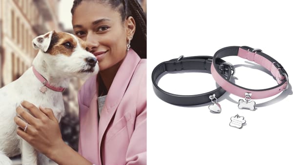 The daily shop edited dog collar
