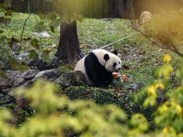 Female giant panda Mei Xiang eats a frozen fruit cake in his enclosure during a "Panda Palooza" event at the Smithsonian National Zoo on Sept 23, 2023 in Washington, DC, United States.