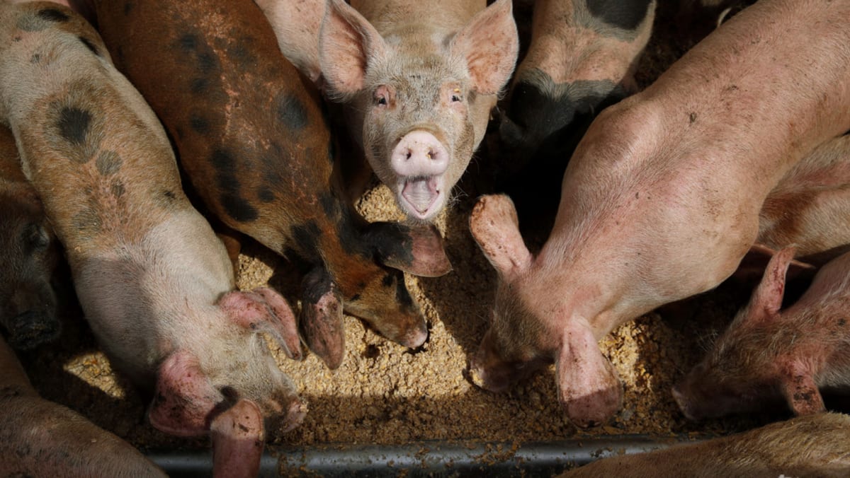 Hong Kong culls 5,600 pigs after African swine fever found Hong Kong culls 5,600 pigs after African swine fever found