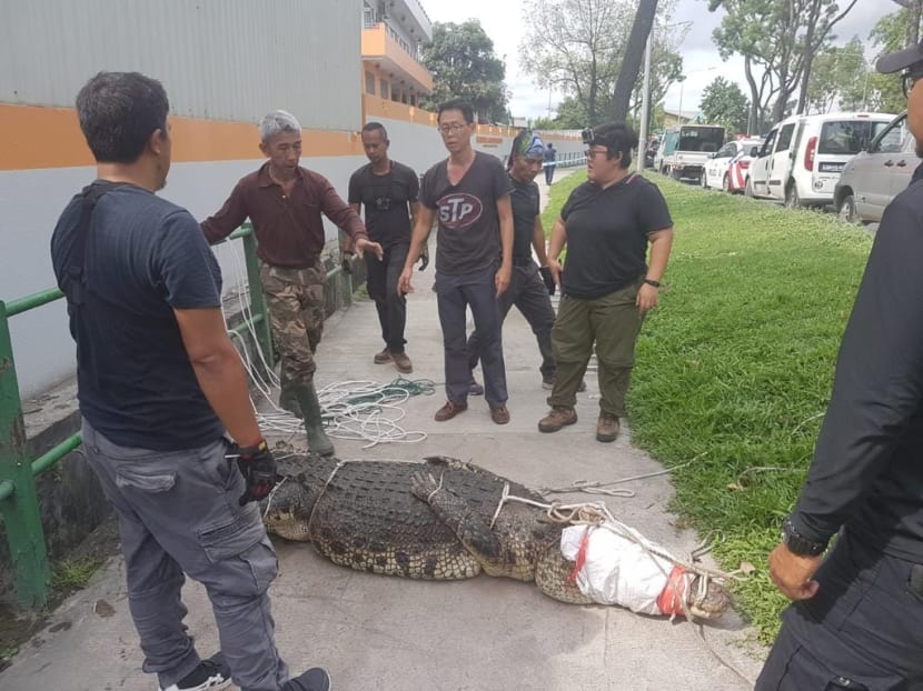 Crocodile appears in Sungei Kadut drain gets caught TODAY