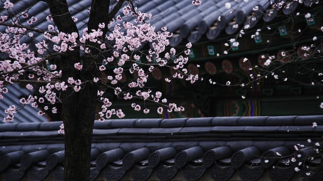韩国樱花也很美！4个热门赏樱景点在这里