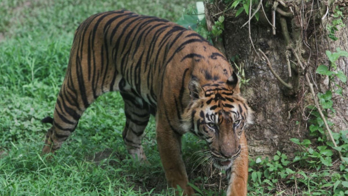 L’Indonésie recherche des indices alors qu’une étude suggère que le tigre de Java pourrait encore exister