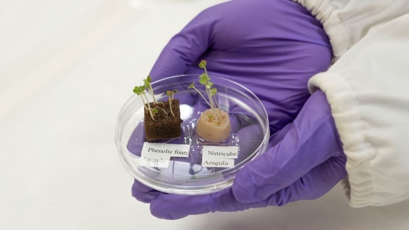 From salon floor to salad bowl: Discarded hair upcycled into urban farming growth medium From salon floor to salad bowl: Discarded hair upcycled into urban farming growth medium