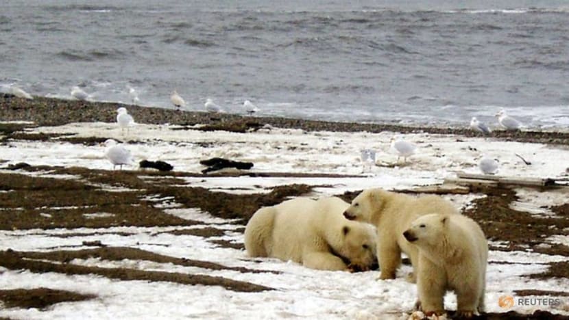 Last-minute White House decision opens more Arctic land to oil leasing Last-minute White House decision opens more Arctic land to oil leasing
