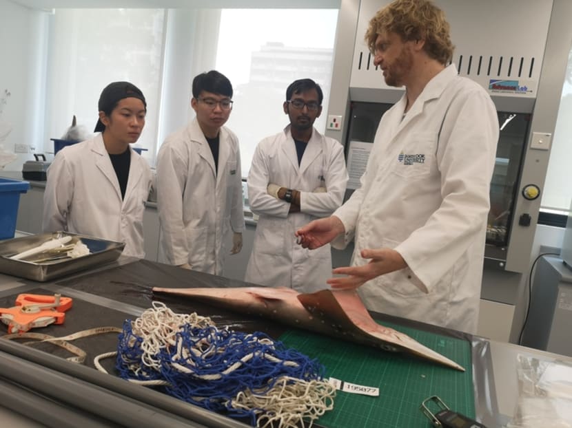 Dr Neil Hutchinson, a shark and ray expert from James Cook University’s Singapore campus, shows students how to measure the now critically endangered shovelnose ray. Dr Neil Hutchinson, a shark and ray expert from James Cook University’s Singapore campus, shows students how to measure the now critically endangered shovelnose ray.