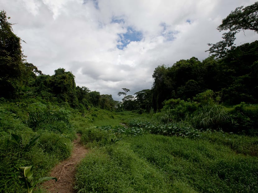 A view of a man-made trail at Clementi Forest on Jan 5, 2020.