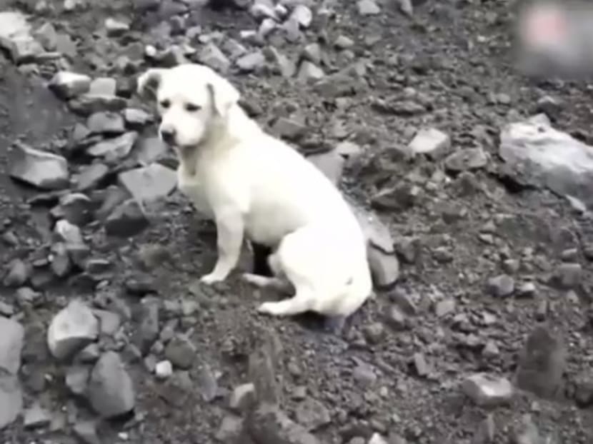 A rescuer was seen on English-language channel CGTN trying to coax the downcast canine away from the mound of rocks and earth that has left more than 100 people missing in Xinmo, Sichuan province, but the animal refused to leave. Photo: Twitter screencap via CGTN