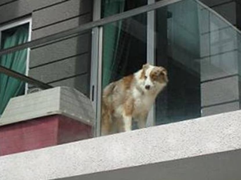 Man fined S$5,000 for confining dog to balcony - TODAY