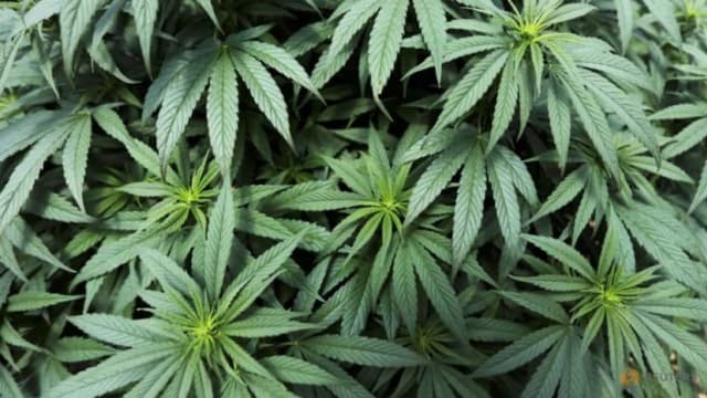 德国拟将休闲使用大麻合法化