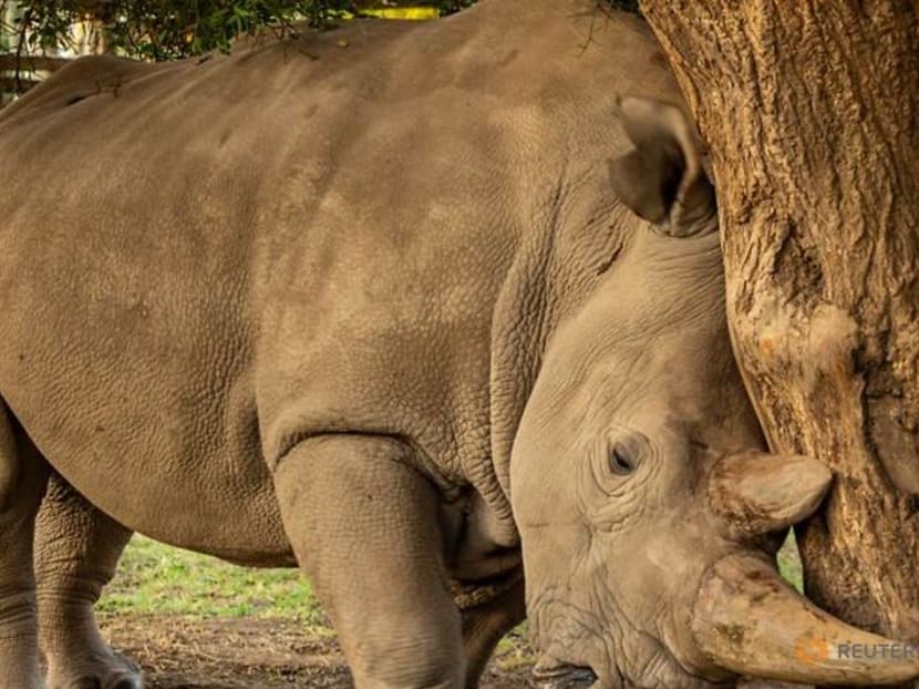 Scientists harvest more eggs from near-extinct northern white rhino
