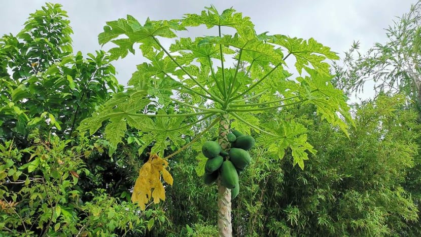 Man who chopped down town council's papaya tree and threatened cat feeder gets jail Man who chopped down town council's papaya tree and threatened cat feeder gets jail