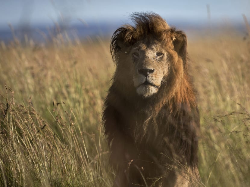 In this file photo taken Tuesday, July 7, 2015, an old male lion raises his head above the long grass in the early morning, in the savannah of the Maasai Mara, south-western Kenya.  Photo: AP