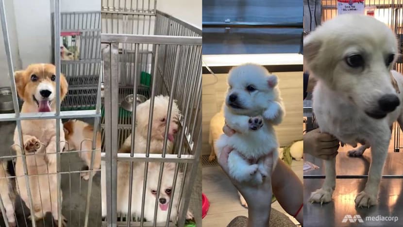 Dogs in viral messages about breeding facility were not abandoned, owner is ‘winding down’ business: AVS Dogs in viral messages about breeding facility were not abandoned, owner is ‘winding down’ business: AVS