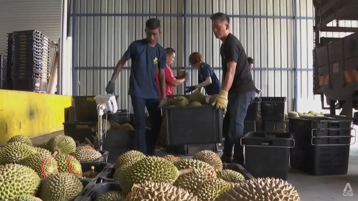 Durian farmers in Malaysia vie to offer more premium varieties to hungry Chinese consumers Durian farmers in Malaysia vie to offer more premium varieties to hungry Chinese consumers