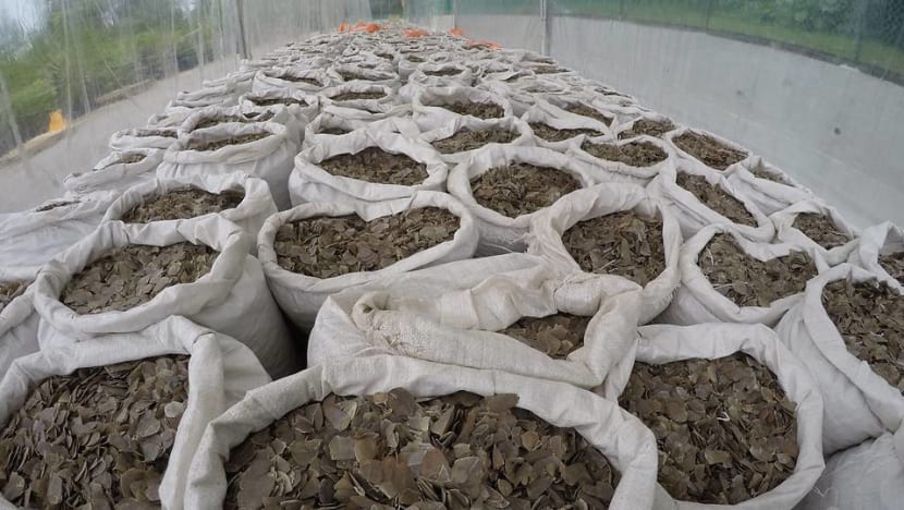 Singapore authorities seize 12.7 tonnes of pangolin scales in 2nd haul within a week Singapore authorities seize 12.7 tonnes of pangolin scales in 2nd haul within a week