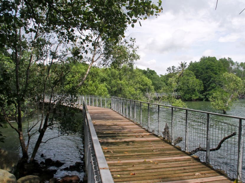 Chek Jawa’s mangrove boardwalk is a favourite haunt of tourists who visit Pulau Ubin. Photo: Geneieve Teo