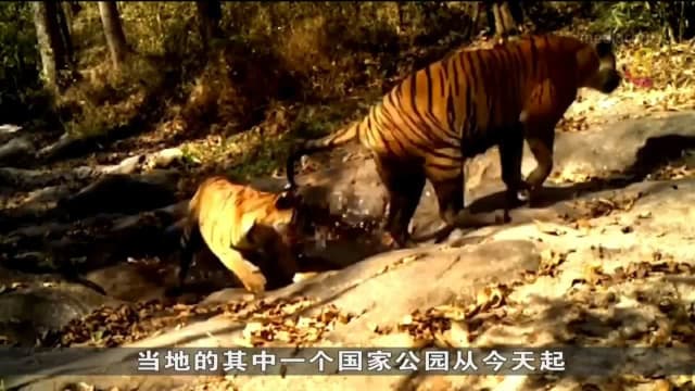 泰国偷猎问题使得野生老虎数量锐减