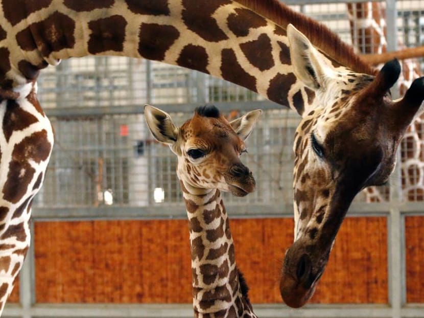 Kipenzi with her mother, Katie. Photo: Dallas Zoo/Facebook