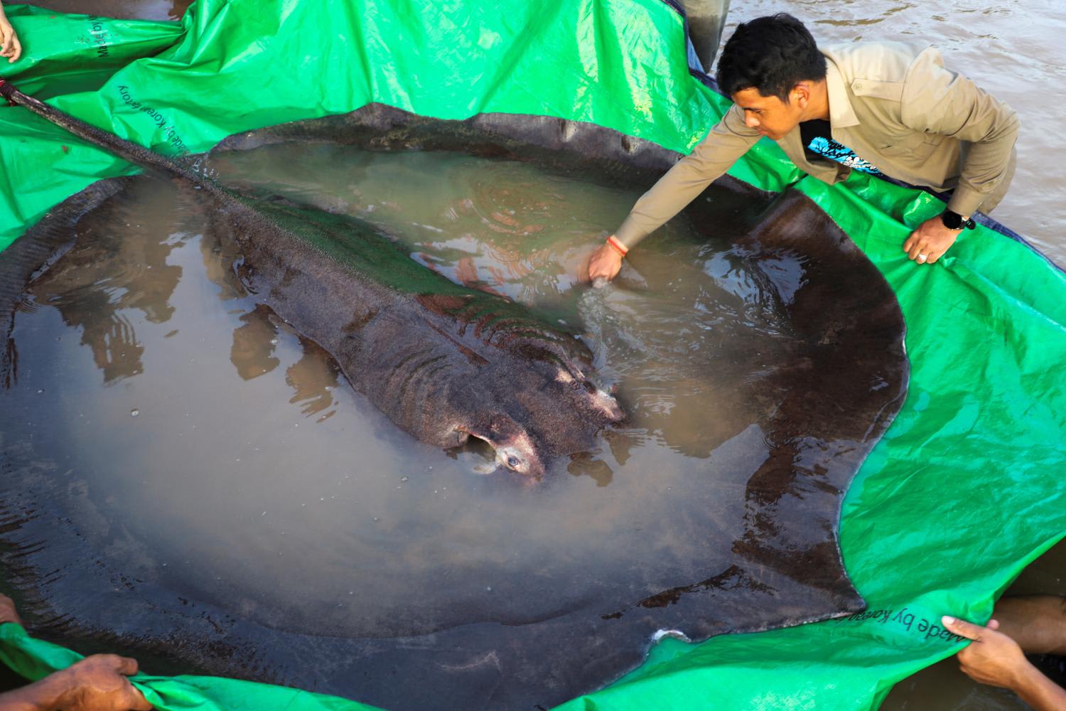 The world's biggest freshwater fish, a giant stingray, that weighs 661 pounds is pictured with International scientists, Cambodian fisheries officials and villagers at Koh Preah island in the Mekong River south of Stung Treng province in Cambodia on June 14, 2022. The world's biggest freshwater fish, a giant stingray, that weighs 661 pounds is pictured with International scientists, Cambodian fisheries officials and villagers at Koh Preah island in the Mekong River south of Stung Treng province in Cambodia on June 14, 2022.