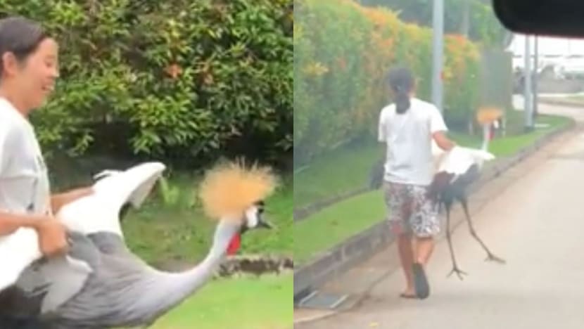 Large, endangered crane carried by woman in viral video had escaped from house in Caldecott area Large, endangered crane carried by woman in viral video had escaped from house in Caldecott area