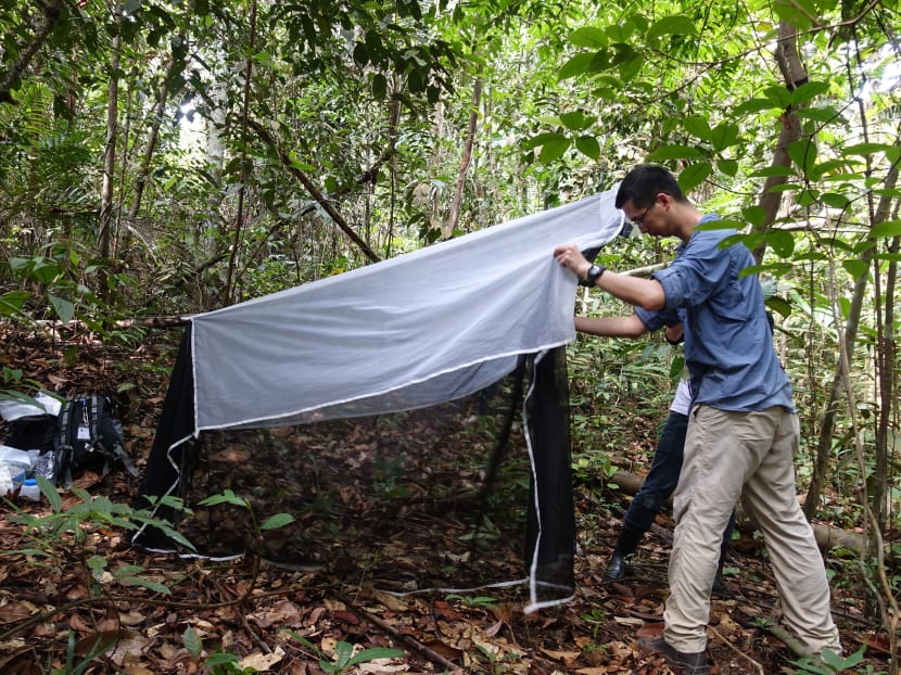 This tent-like "malaise" trap being set up for insect sampling in the Mandai area. The traps are generally placed in a flyway where they can sample a good representation of insects over a week.