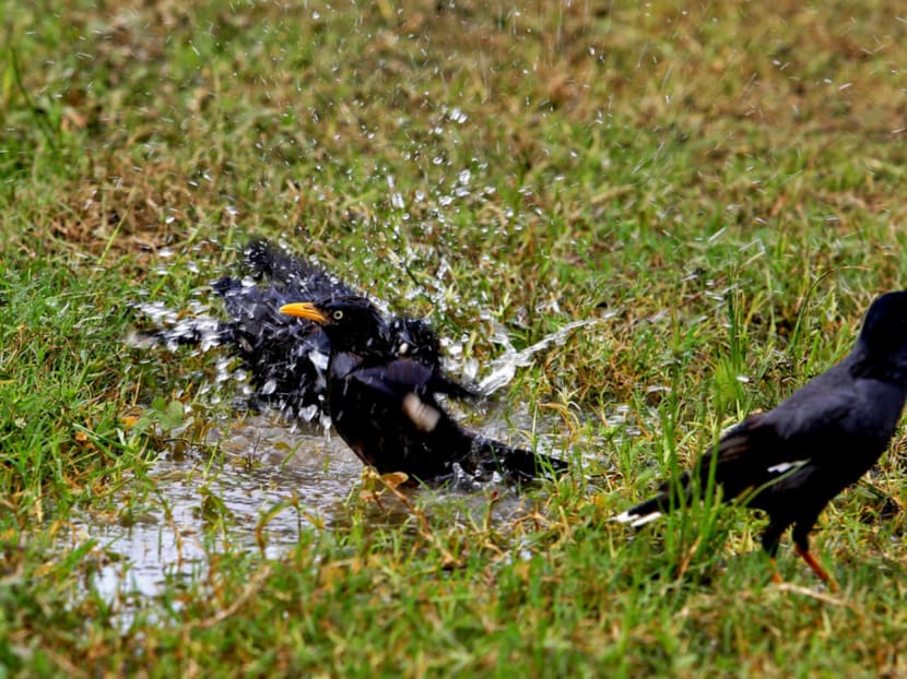 Hot weather: Birds / Javan Mynas having a bath in a paddle of water, taken on 21 January 2016. TODAY PHOTO BY KOH MUI FONG. MF210116 **[KEYWORDS: Singapore; News; hot weather; sheltered walkway; pavement; walking; 2016]