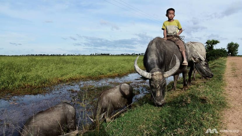 Floating rice: The climate-resilient alternative for Cambodia’s food production Floating rice: The climate-resilient alternative for Cambodia’s food production